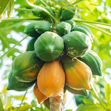 Papaya Plant